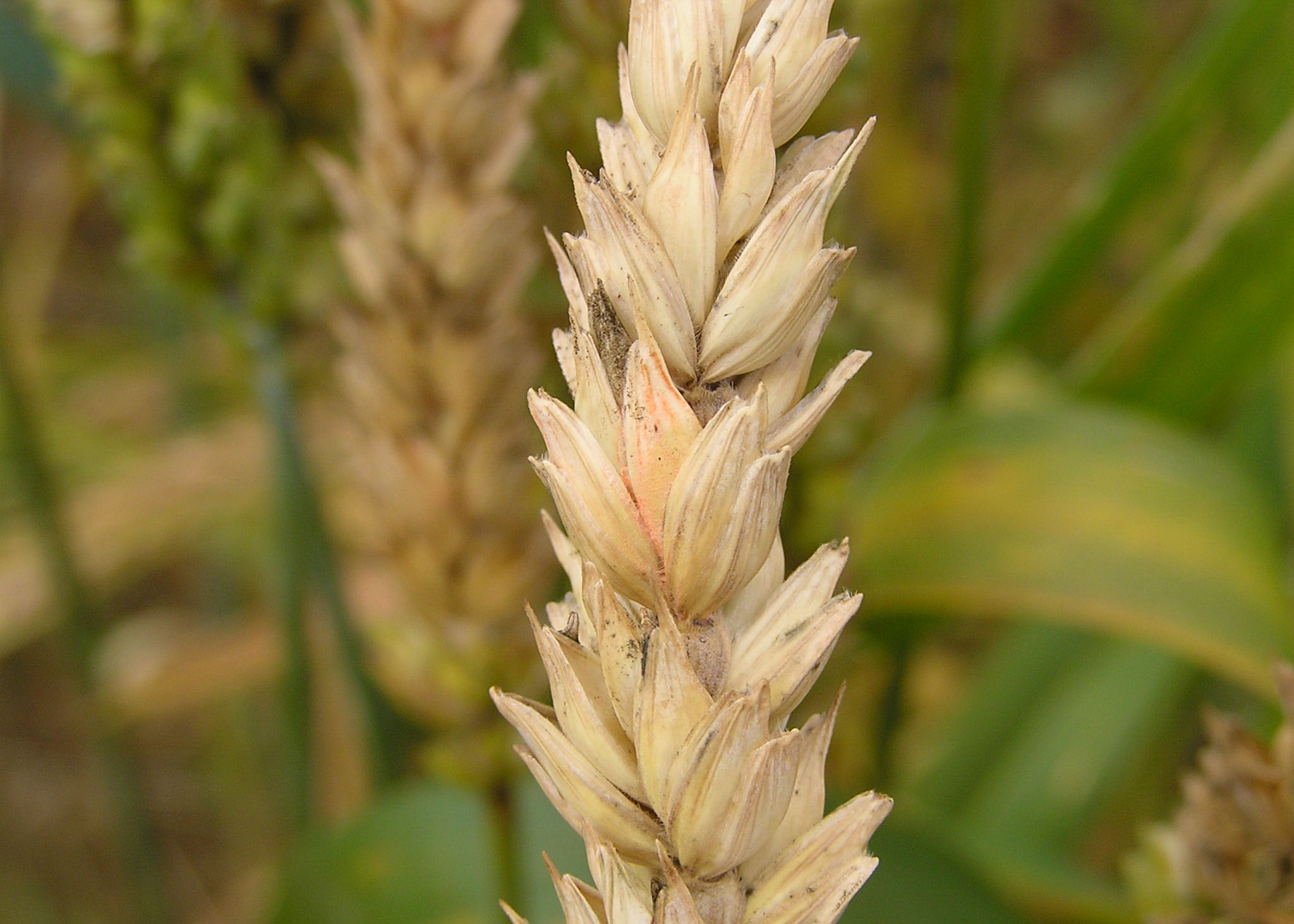 RESEARCH BRIEF: Managing Fusarium Head Blight (Scab) in Louisiana Wheat 